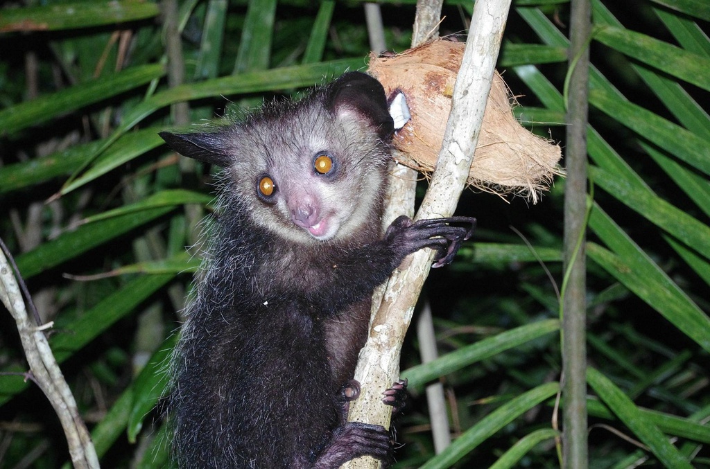 Masoala - Ranomafana - Ankanin'ny Nofy - Andasibe