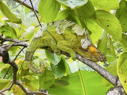 À la découverte des merveilles naturelles de l'Est malgache